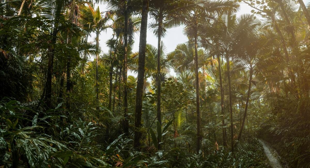 El Yunque Rainforest Day Trip – Complete Visitor’s Guide