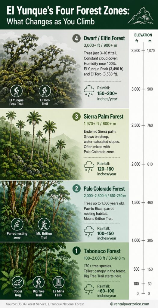 El Yunque's Four Forest Zones. What Changes as You Climb